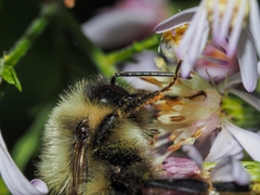 Bombus impatiens