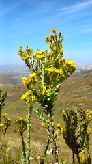 Osteospermum corymbosum