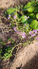 Cakile maritima baltica