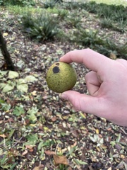 Juglans