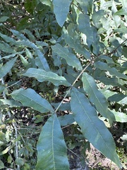 Carya aquatica