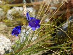 Campanula scheuchzeri