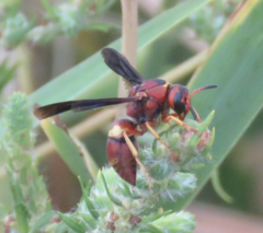 Euodynerus crypticus