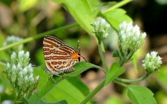 Cigaritis syama