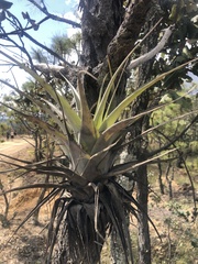 Tillandsia utriculata
