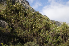 Protea lepidocarpodendron