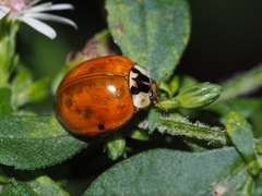 Harmonia axyridis