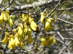 Bombus dahlbomii