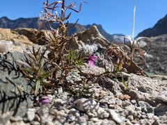 Chamaenerion fleischeri