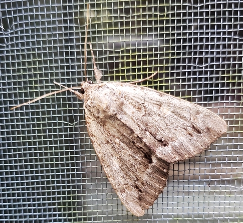 Angus’ Underwing photo 2