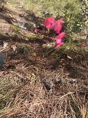 Begonia dealbata