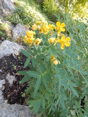 Senna corymbosa
