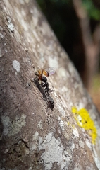 Pseudomyrmex