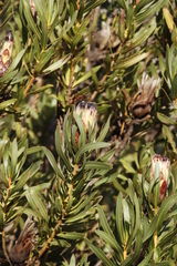 Protea lepidocarpodendron