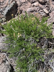 Lomatium scabrum scabrum