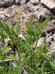 Lomatium scabrum scabrum