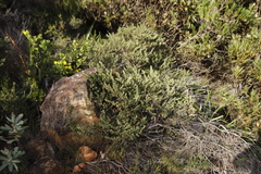 Cliffortia