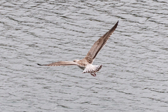 Larus marinus