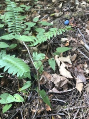 Caulophyllum thalictroides
