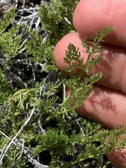 Lomatium scabrum scabrum