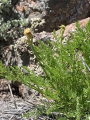 Lomatium scabrum scabrum