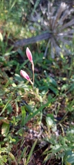 Hesperantha