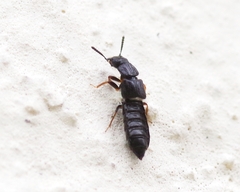 Anotylus