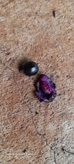 Syzygium cumini