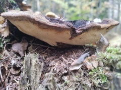 Gloeophyllum odoratum