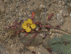 Hoffmannseggia prostrata