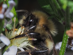 Bombus