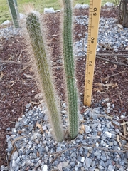 Nyctocereus serpentinus