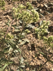Stevia serrata