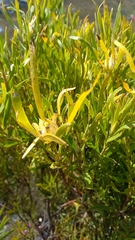 Leucadendron eucalyptifolium
