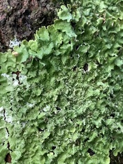 Punctelia missouriensis