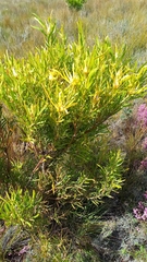 Leucadendron eucalyptifolium