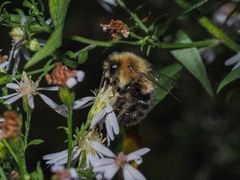 Bombus