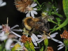 Bombus