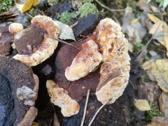 Gloeophyllum odoratum