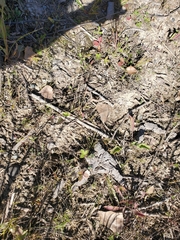 Fragaria virginiana