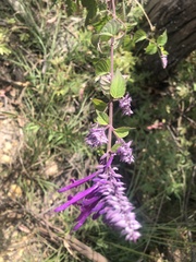 Salvia purpurea