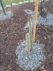 Nyctocereus serpentinus