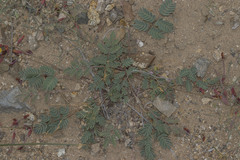 Hoffmannseggia prostrata