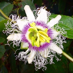 Passiflora edulis edulis