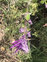 Salvia purpurea