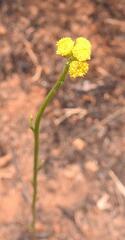 Nidorella