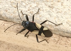 Fibrenus gibbicollis