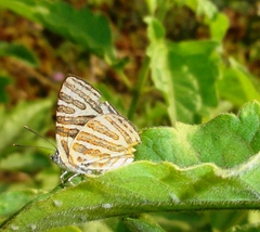 Cigaritis syama