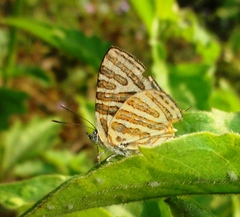 Cigaritis syama