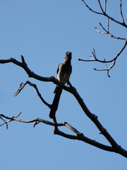 Dendrocitta formosae
